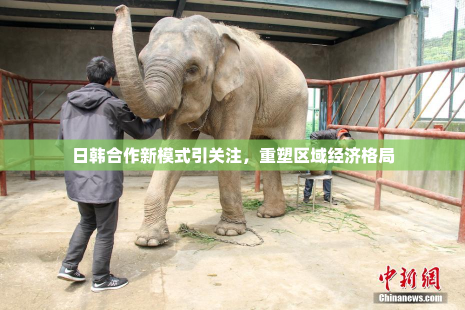 日韩合作新模式引关注，重塑区域经济格局