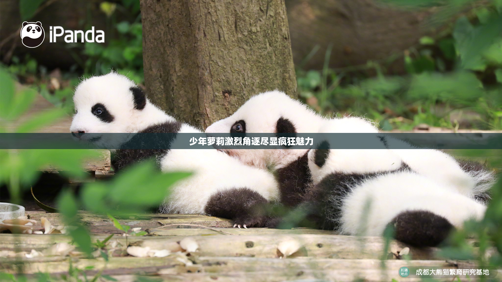 少年萝莉激烈角逐尽显疯狂魅力