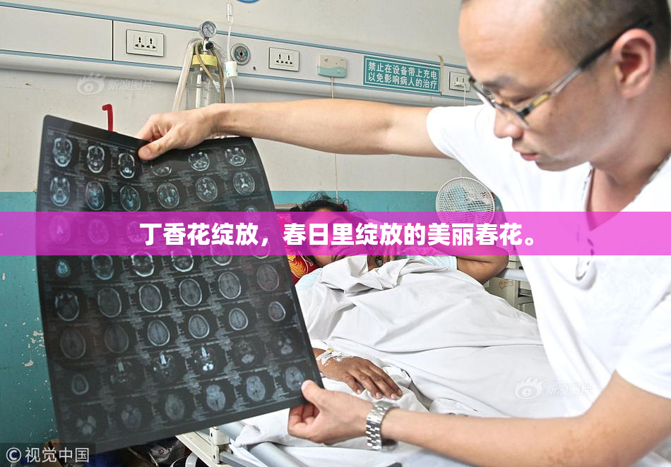 丁香花绽放，春日里绽放的美丽春花。