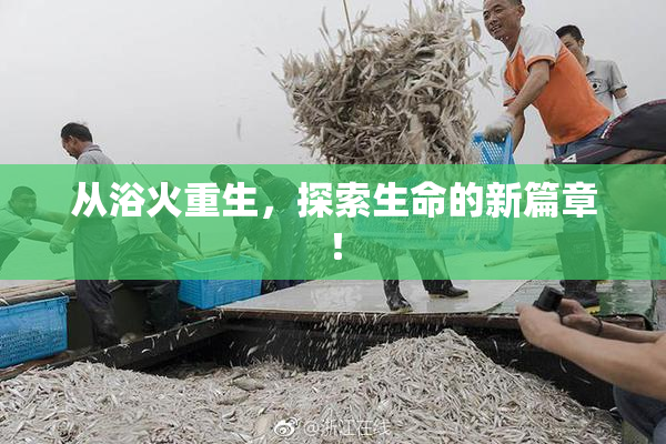 从浴火重生，探索生命的新篇章！