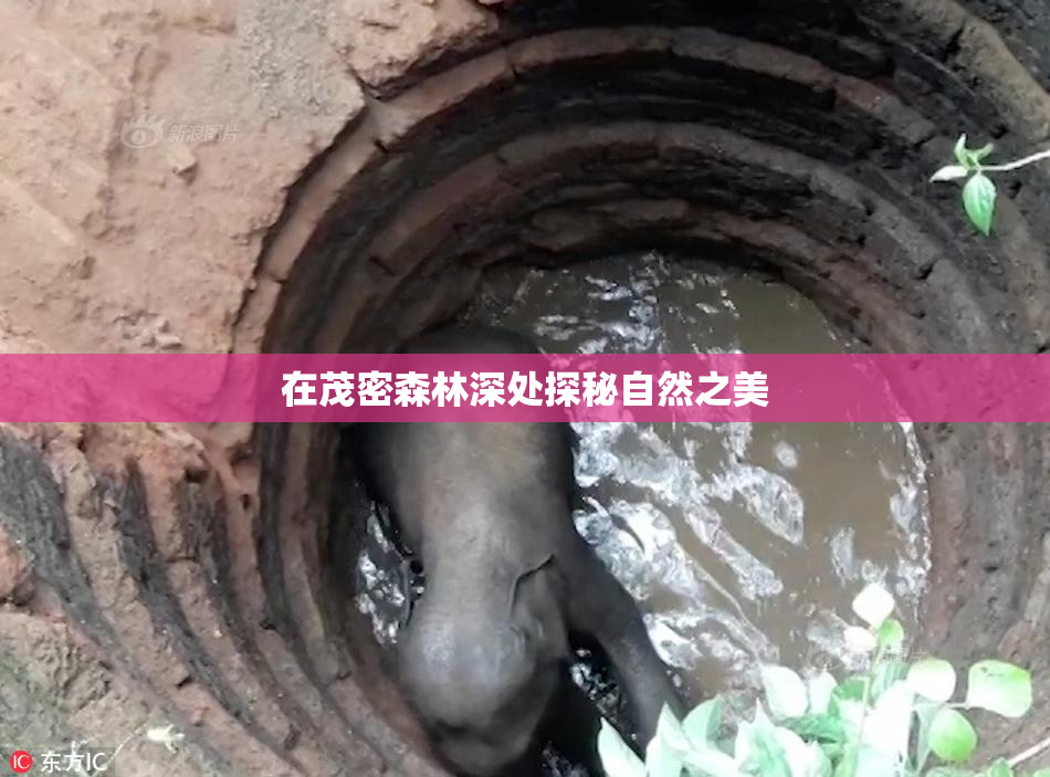 在茂密森林深处探秘自然之美