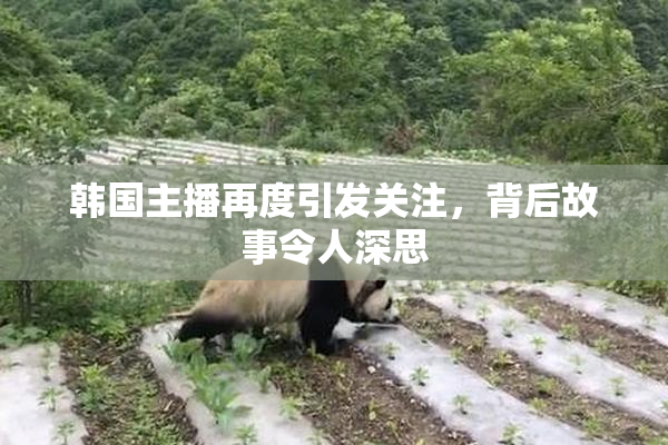 韩国主播再度引发关注，背后故事令人深思