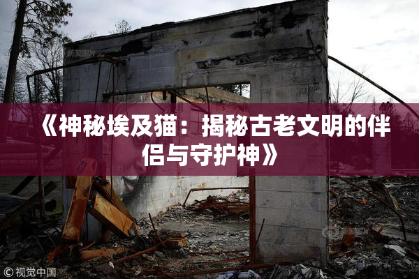 《神秘埃及猫：揭秘古老文明的伴侣与守护神》