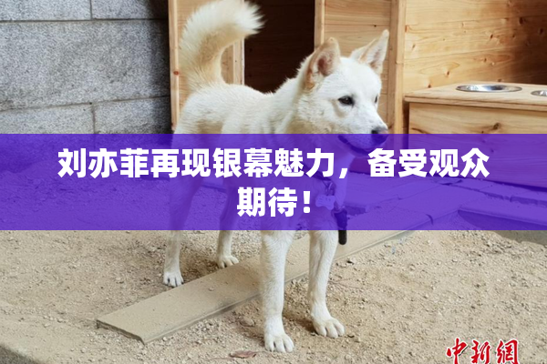 刘亦菲再现银幕魅力，备受观众期待！
