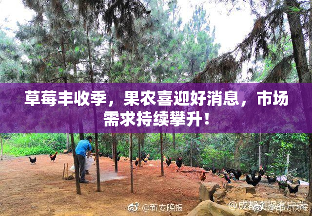 草莓丰收季，果农喜迎好消息，市场需求持续攀升！