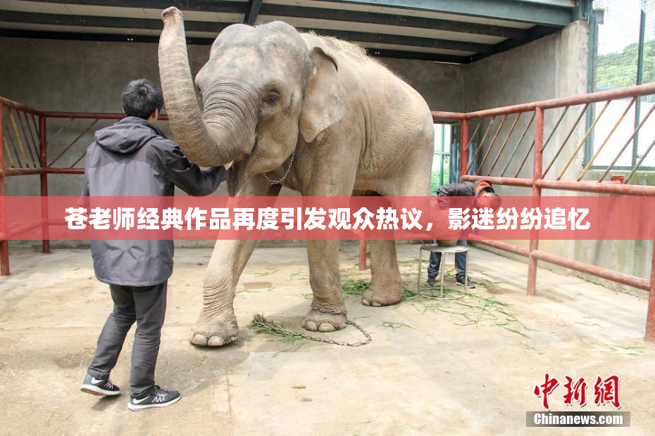 苍老师经典作品再度引发观众热议，影迷纷纷追忆