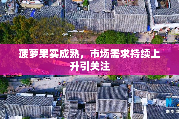 菠萝果实成熟，市场需求持续上升引关注