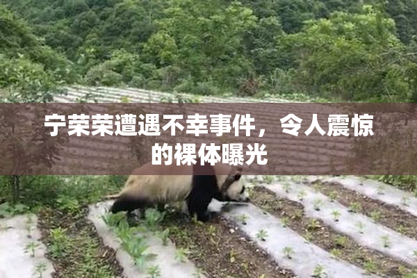 宁荣荣遭遇不幸事件，令人震惊的裸体曝光