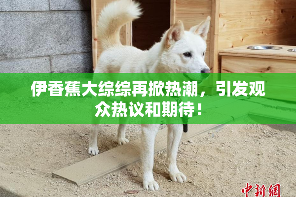 伊香蕉大综综再掀热潮，引发观众热议和期待！