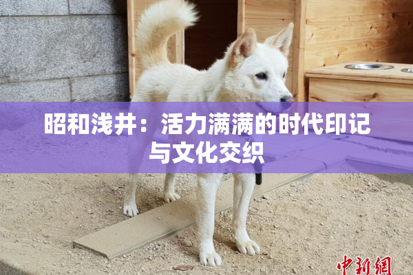 昭和浅井：活力满满的时代印记与文化交织