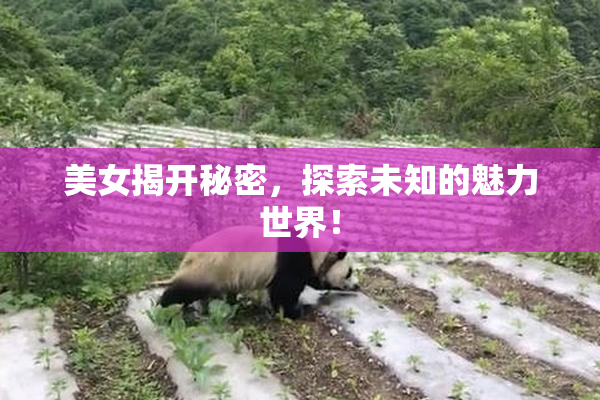 美女揭开秘密，探索未知的魅力世界！