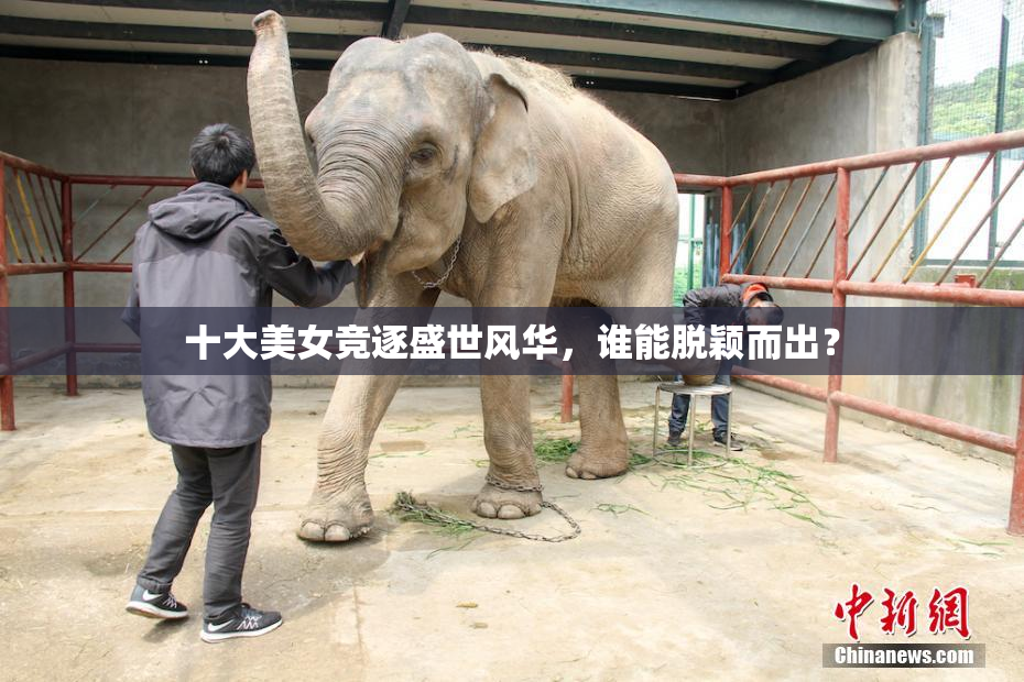 十大美女竞逐盛世风华，谁能脱颖而出？