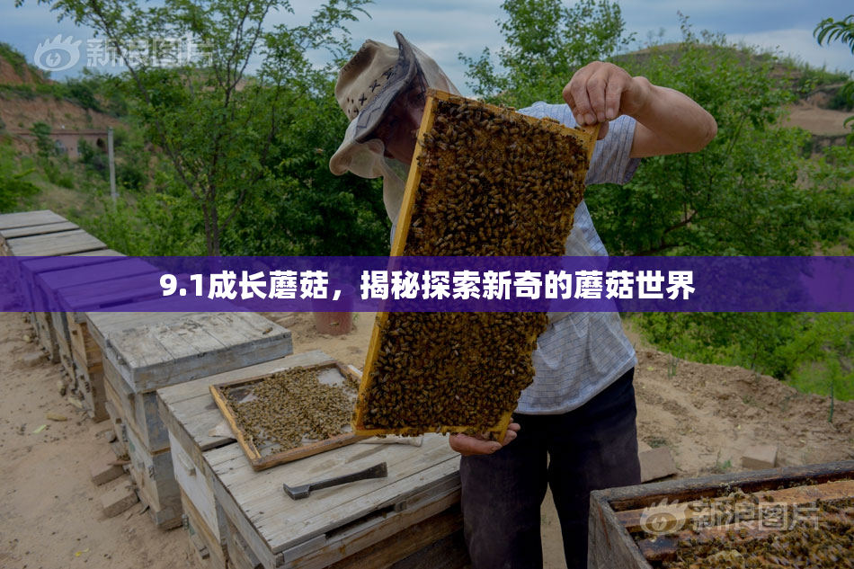 9.1成长蘑菇，揭秘探索新奇的蘑菇世界