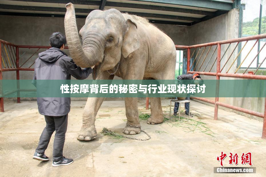 性按摩背后的秘密与行业现状探讨