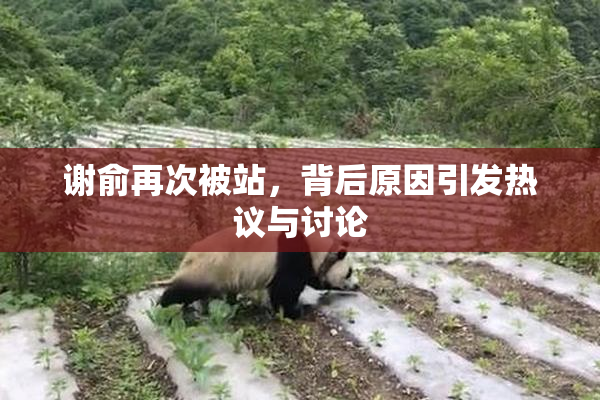 谢俞再次被站，背后原因引发热议与讨论