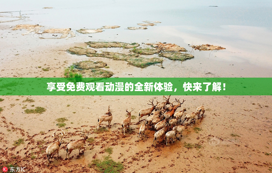 享受免费观看动漫的全新体验，快来了解！