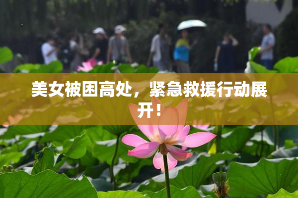 美女被困高处，紧急救援行动展开！