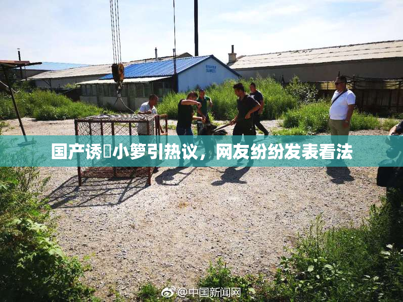 国产诱奷小箩引热议，网友纷纷发表看法