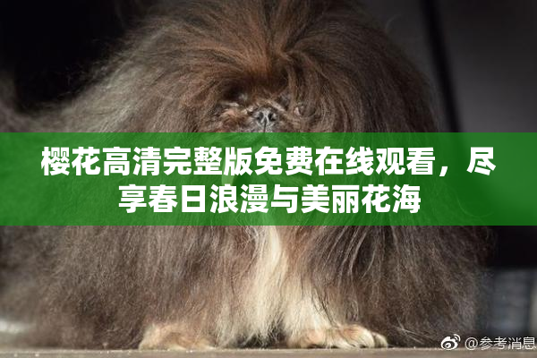 樱花高清完整版免费在线观看，尽享春日浪漫与美丽花海