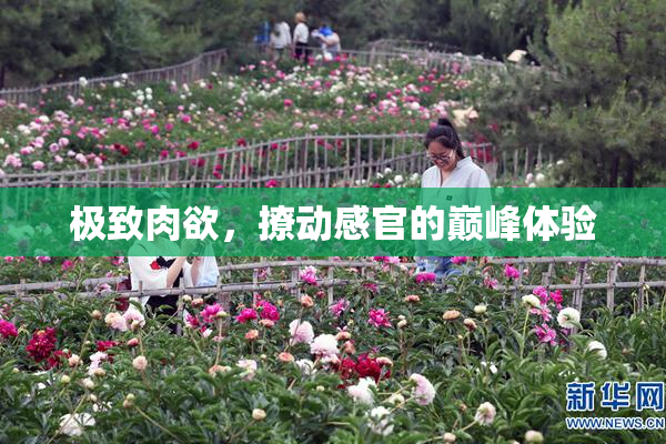 极致肉欲，撩动感官的巅峰体验