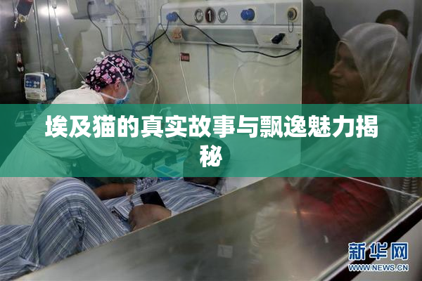 埃及猫的真实故事与飘逸魅力揭秘