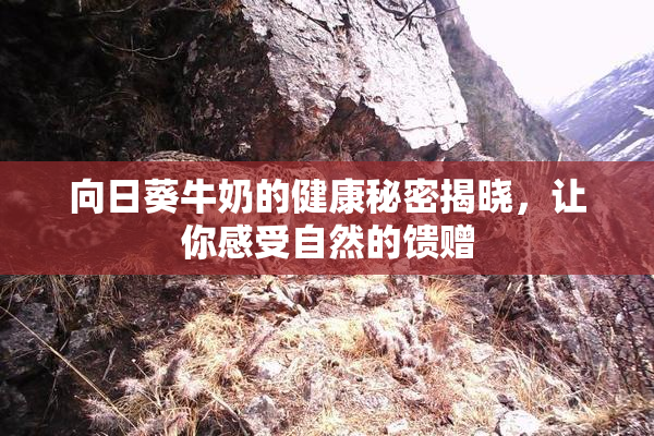 向日葵牛奶的健康秘密揭晓，让你感受自然的馈赠