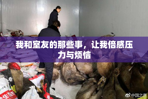 我和室友的那些事，让我倍感压力与烦恼