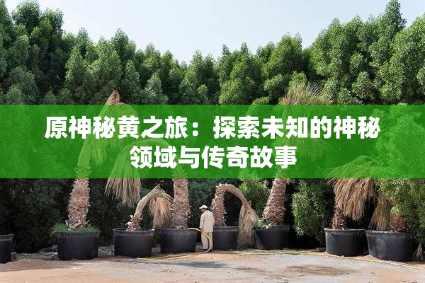 原神秘黄之旅：探索未知的神秘领域与传奇故事