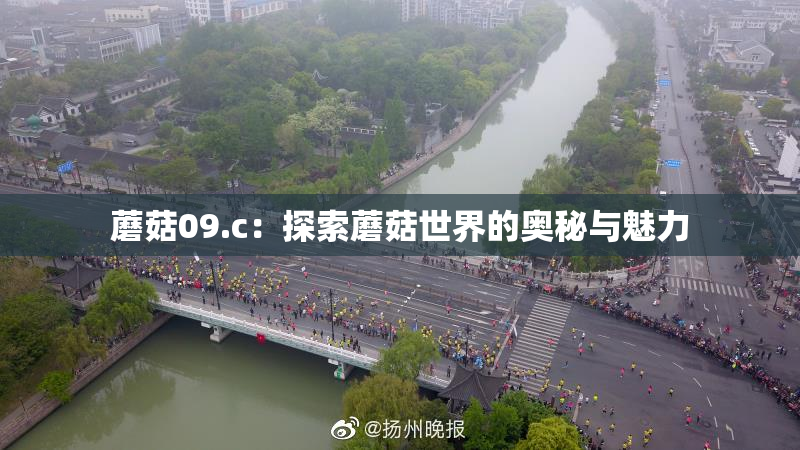 蘑菇09.c：探索蘑菇世界的奥秘与魅力