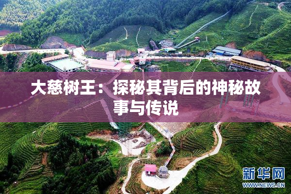 大慈树王：探秘其背后的神秘故事与传说