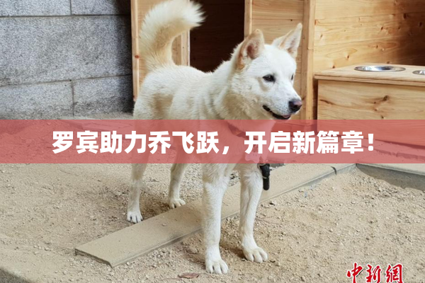 罗宾助力乔飞跃，开启新篇章！