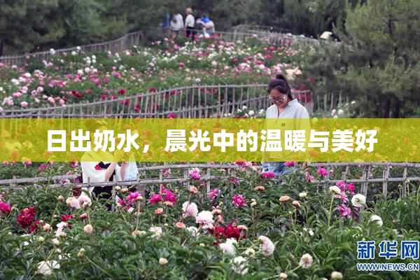 日出奶水，晨光中的温暖与美好