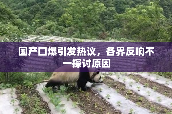 国产囗爆引发热议，各界反响不一探讨原因