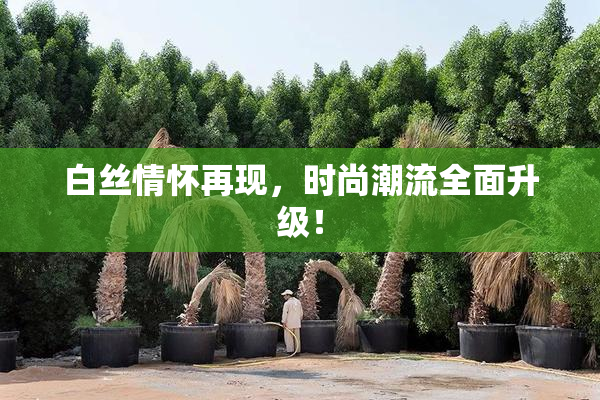 白丝情怀再现，时尚潮流全面升级！