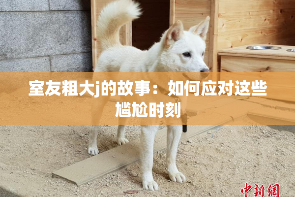 室友粗大j的故事：如何应对这些尴尬时刻