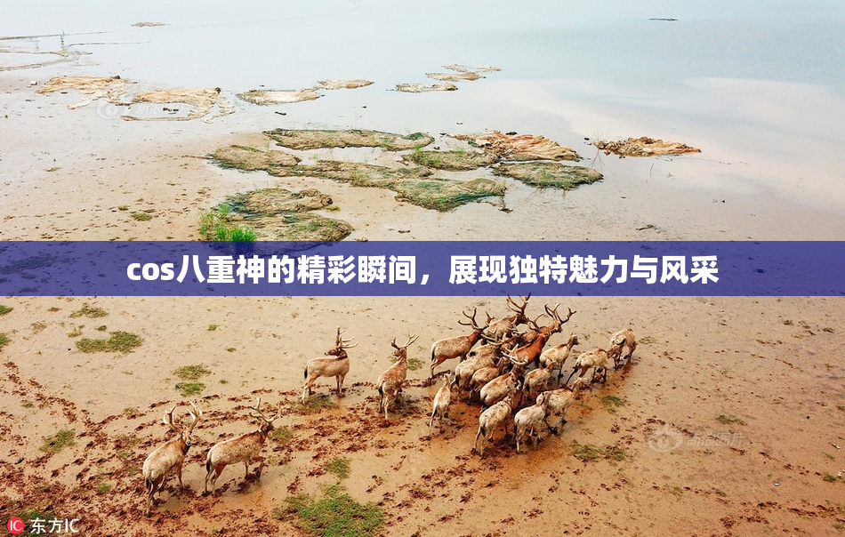 cos八重神的精彩瞬间，展现独特魅力与风采