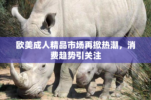 欧美成人精品市场再掀热潮，消费趋势引关注