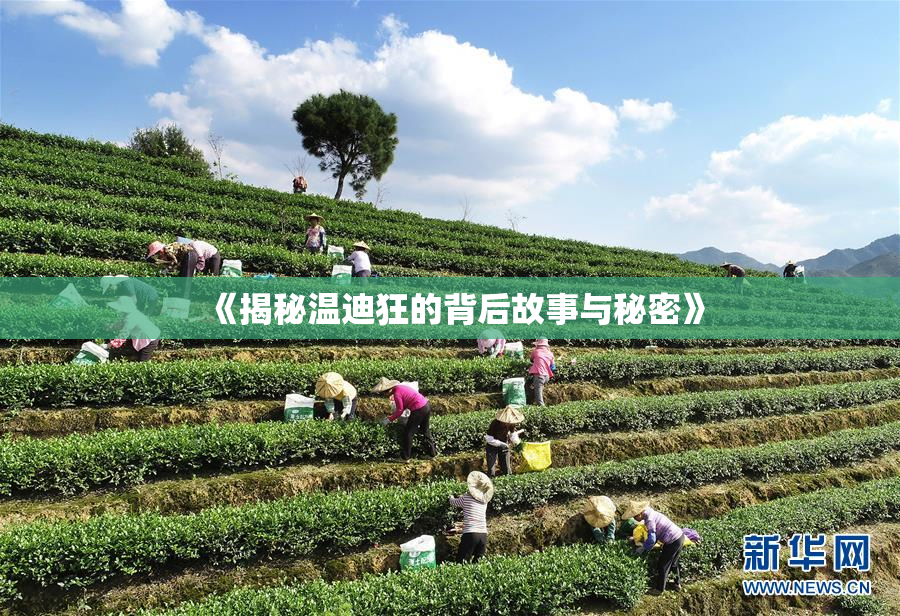 《揭秘温迪狂的背后故事与秘密》