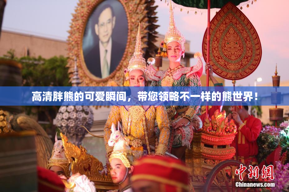 高清胖熊的可爱瞬间，带您领略不一样的熊世界！