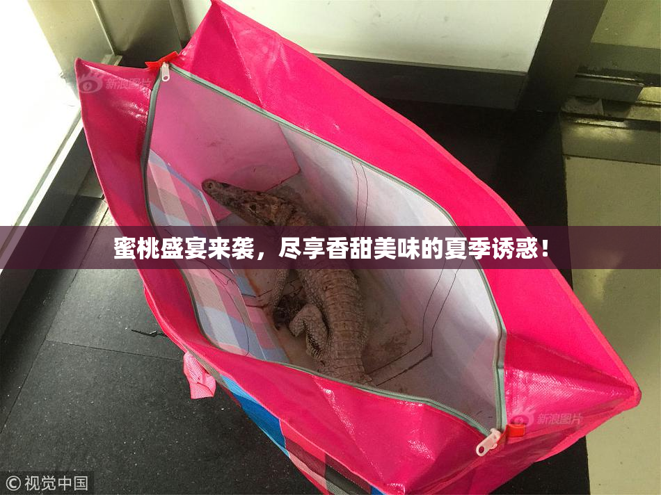 蜜桃盛宴来袭，尽享香甜美味的夏季诱惑！