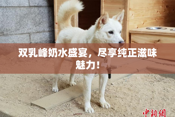 双乳峰奶水盛宴，尽享纯正滋味魅力！