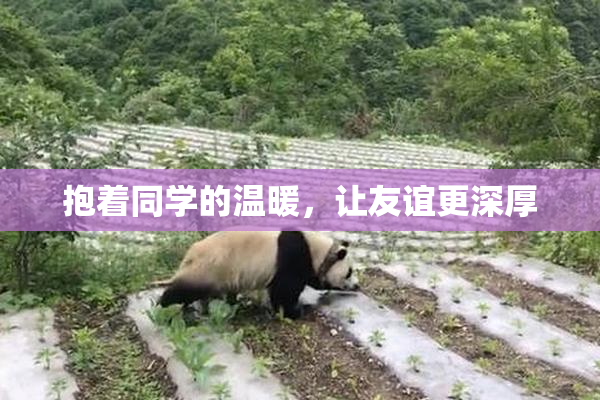 抱着同学的温暖，让友谊更深厚