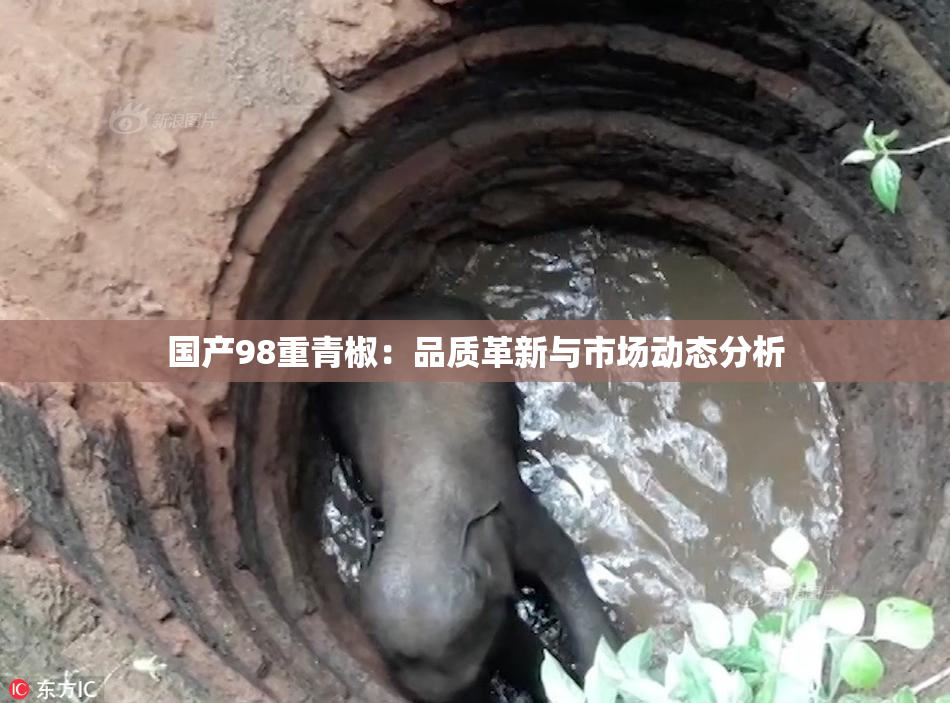 国产98重青椒：品质革新与市场动态分析