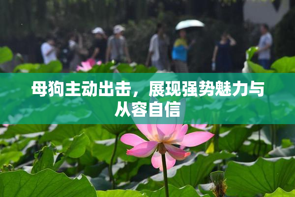 母狗主动出击，展现强势魅力与从容自信
