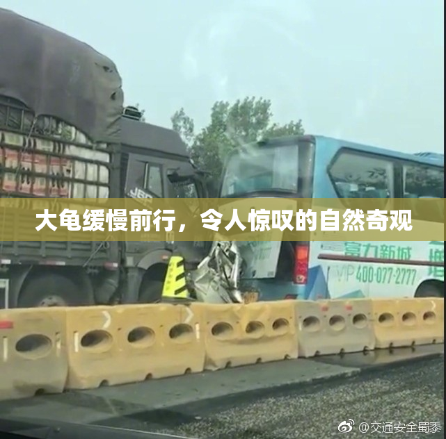 大龟缓慢前行，令人惊叹的自然奇观