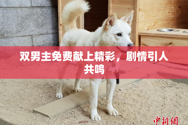 双男主免费献上精彩，剧情引人共鸣