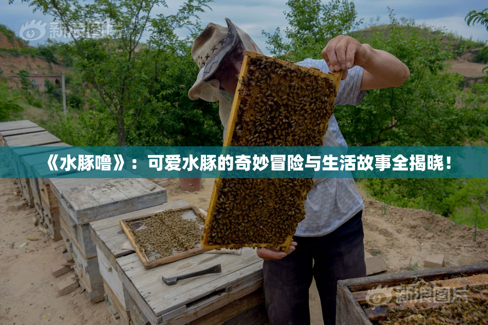 《水豚噜》：可爱水豚的奇妙冒险与生活故事全揭晓！