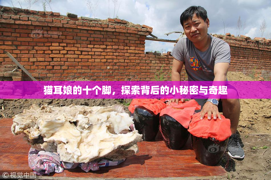 猫耳娘的十个脚，探索背后的小秘密与奇趣