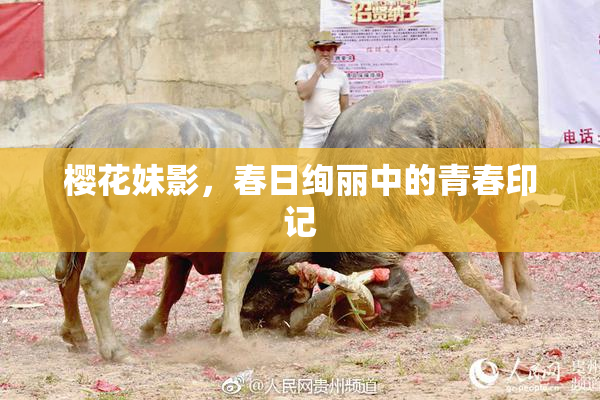 樱花妹影，春日绚丽中的青春印记