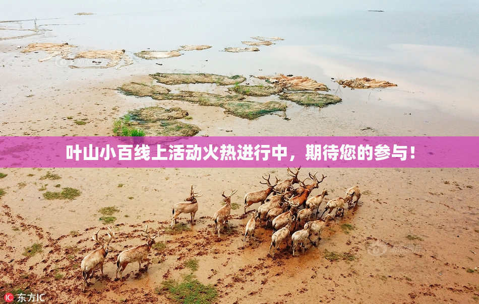 叶山小百线上活动火热进行中，期待您的参与！